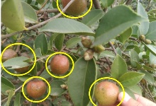 长林4受��?0号和53可����U���a茶苗����? />
					</div>
					<div   id=